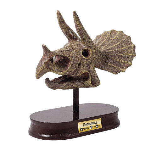 Buki France Museum Skull - Triceratops