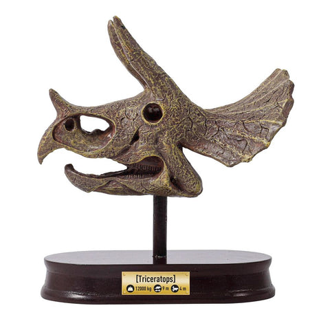 Buki France Museum Skull - Triceratops