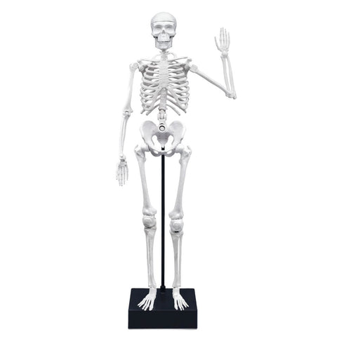 Buki France Skeleton 45 cm