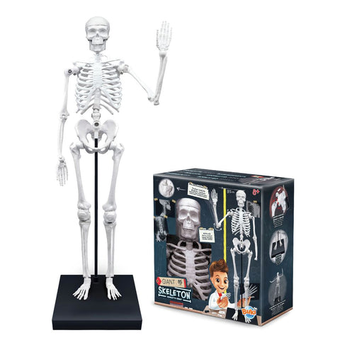 Buki France Skeleton 85cm