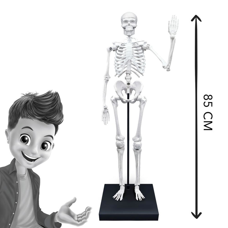 Buki France Skeleton 85cm